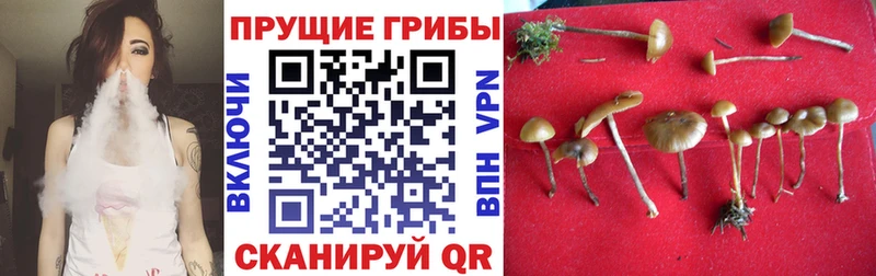хочу наркоту  Харабали  мориарти Telegram  Галлюциногенные грибы Cubensis 